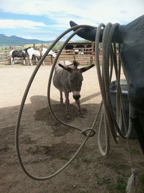 Home Ranch donkey